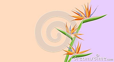 Top view of flatlay with orange strelizia on color background. Diagonal line of pink and violet colors. Vector Illustration