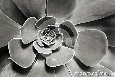 Monochrome Flower Stock Photo