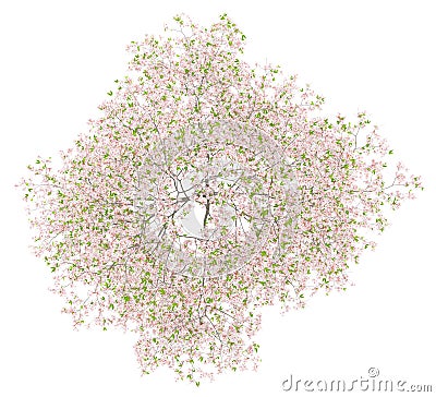 Top view of flowering cherry tree isolated on white Stock Photo