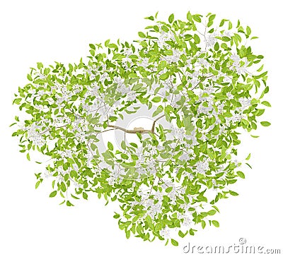 Top view of flowering pear tree isolated on white Stock Photo