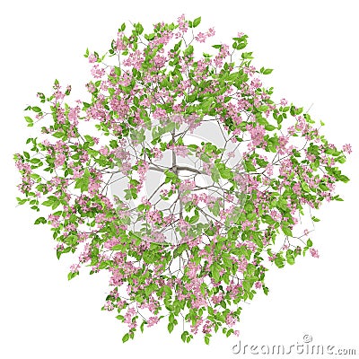 Top view of flowering plum tree isolated on white Stock Photo