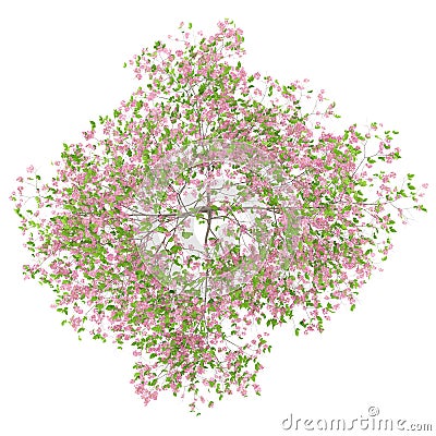 Top view of flowering plum tree isolated on white Stock Photo