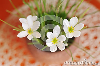 top view of flowers rain lily closeup Stock Photo