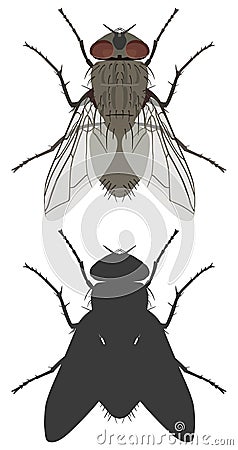 The top view of fly and its silhouette. Vector illustration. Vector Illustration