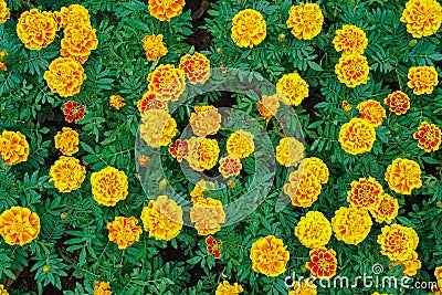 Top view of French Marigolds flower in garden Stock Photo