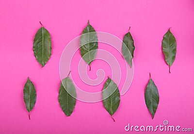 Top view of fresh and green leaves on a bright pink background. Close-up picture of raw plants. Freshness and summer concept. Stock Photo