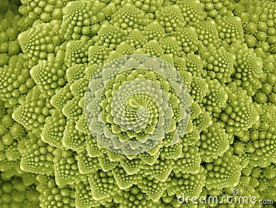 top view of a fresh green romanesco broccoli cabbage, abstract looking florets of a roman cauliflower Stock Photo