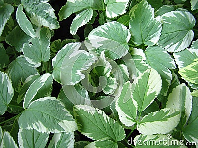 Top view of the fresh leaves of variegated goutweed Stock Photo