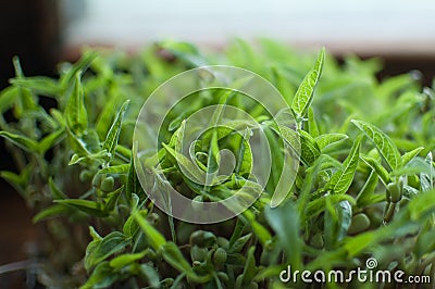 Top view of fresh and raw sprouts of mung bean. Microgreen healthy food Stock Photo