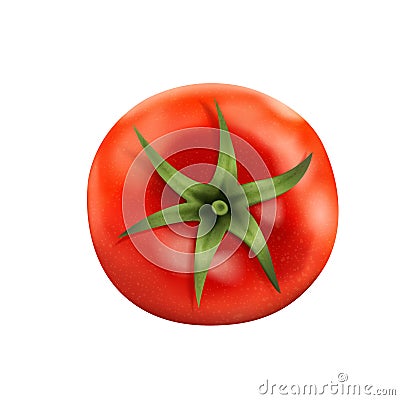 Top view of fresh tomato Vector Illustration