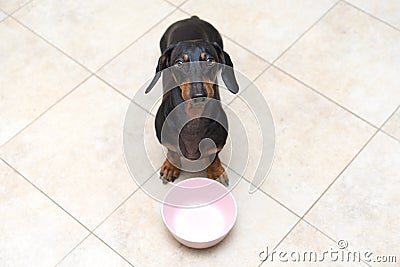 Top view of a funny dog breed Dachshund, black and tan, looks at his owner with patience waiting for his meal, sitting on the floo Stock Photo