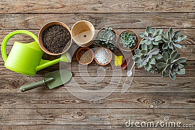 Top view of Gardening tools, watering can, seeds, plants and soil on vintage wooden table. Set Of Tools For Gardener And Flower Stock Photo