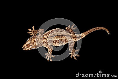 Top view of Gargoyle Gecko, Rhacodactylus auriculatus staring black Stock Photo