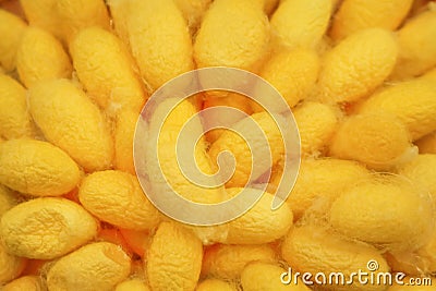 Top view gold silkworm net cocoons , bombyx mori nature background,Traditional Thai for weaving silk thread and silk fabric Stock Photo