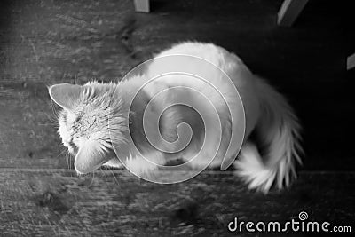 Top view grayscale of a white domestic cat sitting on the floor with a fluffy tail Stock Photo