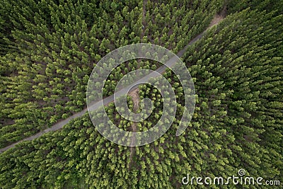 top view green forest landscape aerial natural scenery of pine trees and contrasting road path country path through pine trees Stock Photo