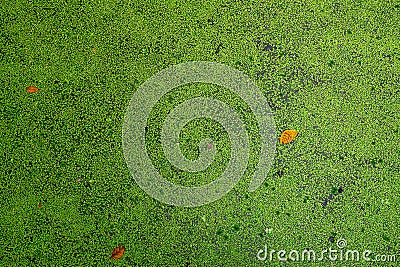 Top view of green fresh duckweed and dry leaves floating on water in pond. Protein plant for feed fish. Recirculating aquaculture Stock Photo