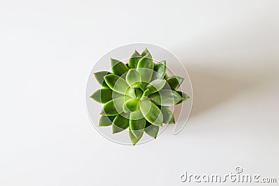 Top view of green houseleek succulent on white background. Stock Photo