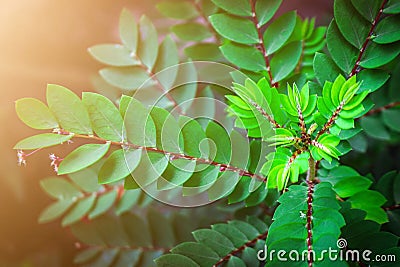 Top View of Green Leaf Shoots. Stock Photo