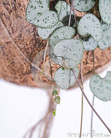 Top view of the green leaves of Ceropegia plant Stock Photo