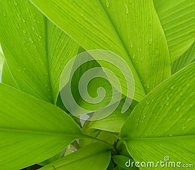 Top view of green leaves plant growing in the garden, rain drops in leaf background, nature photography, pattern and texture Stock Photo