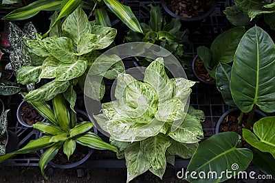 Top view of green plant in pot. Various of plant in tree shop. Stock Photo