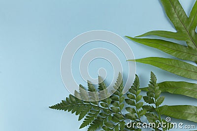 Top view green tropical fern leaf on pastel blue background Stock Photo