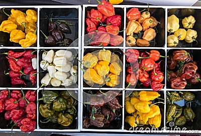 Top view of grid square bench boxes with varieties of spicy chillies of varied colors. Stock Photo