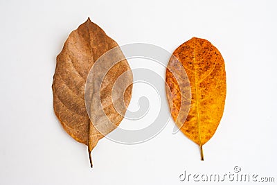 Top view of group brown dry leaves isolated on white background. Stock Photo