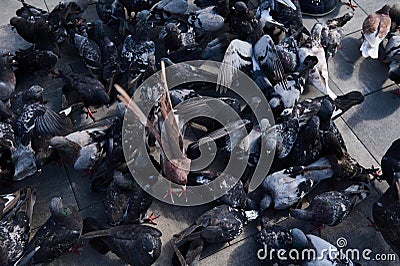 Top view group of rock pigeons or doves crowding the streets and public squares feeding on discarded food and bird seeds Stock Photo