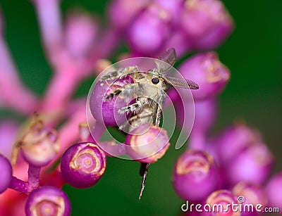 Top view of gypsy moth hanging on Medinella magnifica flower Stock Photo