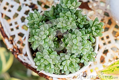 Haworthia cooperi in a pot Stock Photo