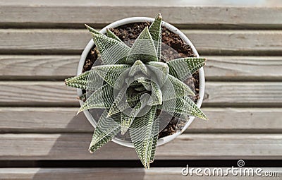 Top view of Haworthia limifolia (Spider White) with green base, and a unique pattern of white in ceramic pot Stock Photo