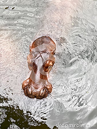 Top view of hippo`s head and face Stock Photo