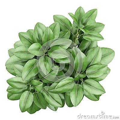 Top view of houseplant in pot isolated on white Stock Photo