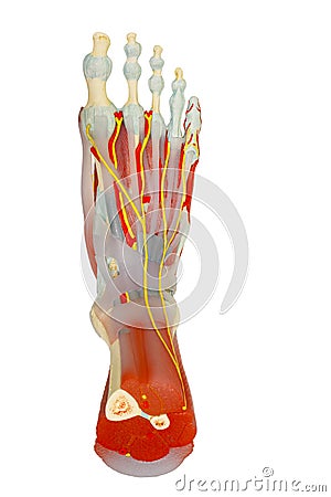 Top view of human foot muscles anatomy isolated with clipping pa Stock Photo