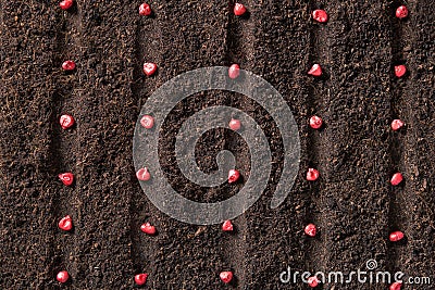 Top view image of planting seeds in soil Stock Photo