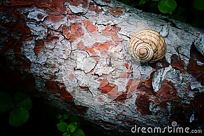 Top view image of snail shell on textured tree background Stock Photo