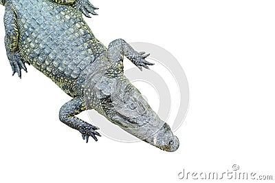 Top view isolated crocodile sleeping on the white background Stock Photo