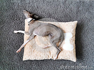 Top view of Italian Greyhound puppy, blue colour sleeping on the pillow Stock Photo