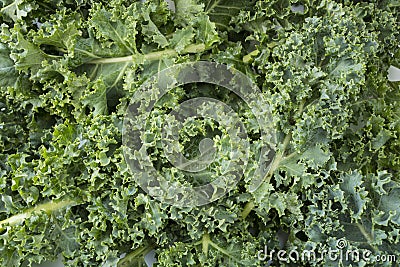 Top view. Kale leaves. Background of kale leaves. Fresh kale leaves background. Stock Photo