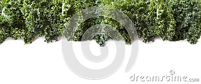 Top view. Kale leaves on a white background. Background of kale leaves. Fresh kale leaves at border of image with copy space for t Stock Photo