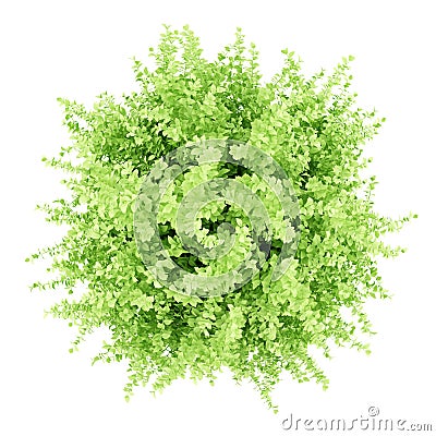 Top view of large boxwood plant isolated on white Stock Photo