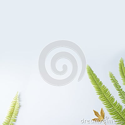 Top view leaves. Flat lay, White background Stock Photo