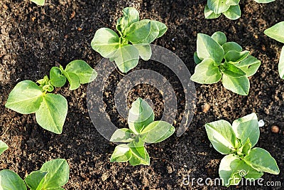 Top view lettuce Stock Photo