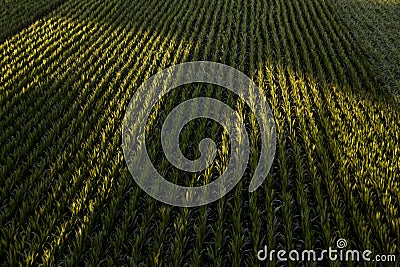 Top view of a long corn field plantation Stock Photo