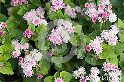 Top view of the lush bushes of pink Ageratum Gauston, or Mexican Ageratum lat. Ageratum houstonianum Stock Photo