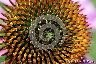 A macro top view of the center of a dew-covered Echinacea purprea, or purple conflower. Stock Photo