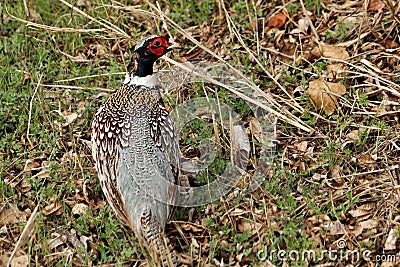 Top View of a Male Ring-necked Pheasant in Grass Stock Photo