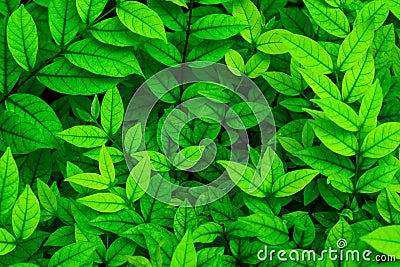 Top view many green leaves for background or use decorative other. Stock Photo